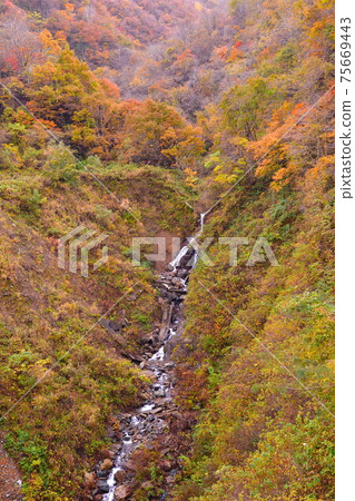 Autumn leaves in the Hayade River Valley (Niigata Prefecture) 75669443