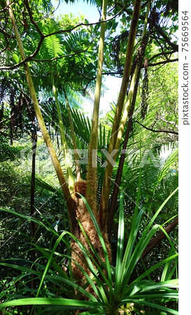 Okinawa no Mori 75669564