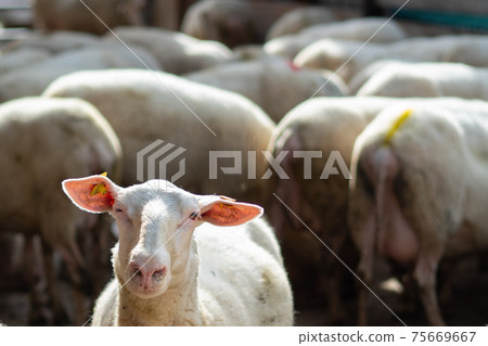 A flock of sheep on a farm, a single sheep looking into the camera. 75669667