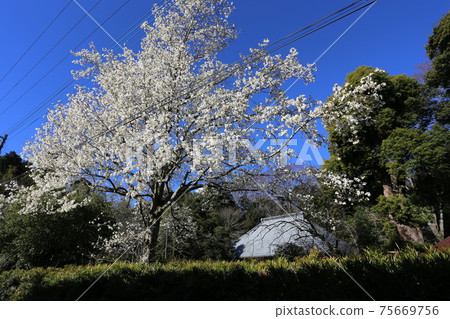 在一棵舊農舍的花園裡盛開的kobusi花 75669756
