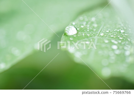 滴在葉子上 75669766
