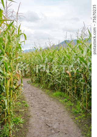 Muddy trail through farmer corn field on cloudy day Muddy trail through farmer corn field on cloudy day 75670235