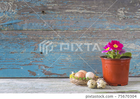 Happy Easter holiday composition. Purple blooming primrose, birdnest with eggs on old blue paint wooden background. Space for text Happy Easter holiday composition. Purple blooming primrose, birdnest with eggs on old blue paint wooden background. Space for text 75670304