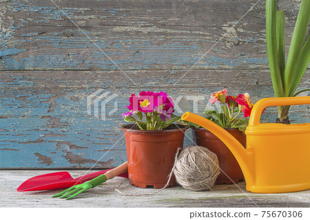 Spring gardening concept. Blooming primrose in flowerpots, gardening tools, yellow watering can and rope on old blue paint wooden background. Space for text Spring gardening concept. Blooming primrose in flowerpots, gardening tools, yellow watering can and rope on old blue paint wooden background. Space for text 75670306