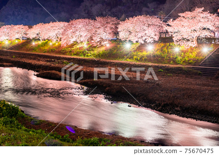 “靜岡縣”南伊豆鎮·河津櫻花點亮 75670475