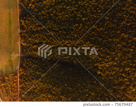 Aerial view of forest with trees with warm light at sunset or sunrise Aerial view of forest with trees with warm light at sunset or sunrise 75670487