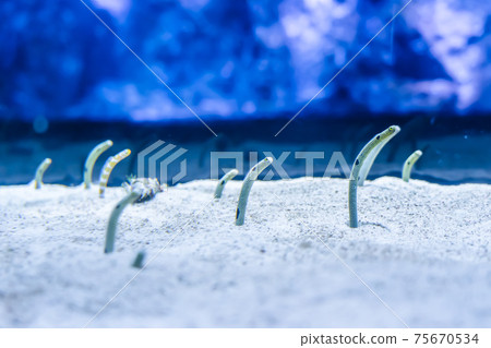 Spotted garden eel and Nishikianago floating in the aquarium of Sumida Aquarium 75670534