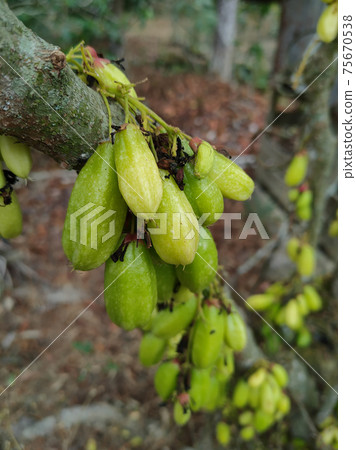 Averrhoa bilimbi commonly known belimbing buluh used by people at southeast Asia as a culinary spice and as a flavor enhancer to sour dishes.  75670538