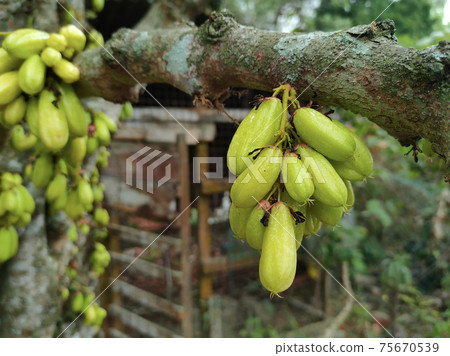 Averrhoa bilimbi commonly known belimbing buluh used by people at southeast Asia as a culinary spice and as a flavor enhancer to sour dishes.  75670539