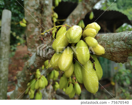Averrhoa bilimbi commonly known belimbing buluh used by people at southeast Asia as a culinary spice and as a flavor enhancer to sour dishes.  75670540