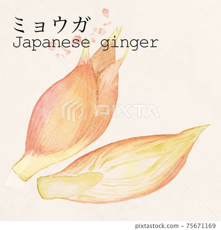 肌調味品水彩插圖屋久禪中藥切圖 插圖素材 圖庫