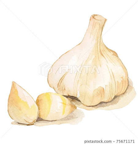 大蒜調味品水彩插圖屋久禪中藥切圖 75671171