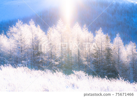 《Nagano Prefecture》 Kirigamine plateau in winter, a primeval forest of hoarfrost 75671466