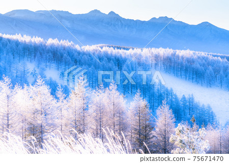 《Nagano Prefecture》 Kirigamine plateau in winter, a primeval forest of hoarfrost 75671470