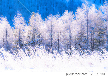 《Nagano Prefecture》 Kirigamine plateau in winter, a primeval forest of hoarfrost 75671481