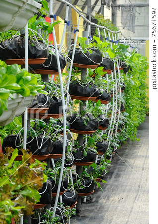 Vegetables are grown using fertigation system. Vegetables can be planted in a small space and arranged vertically. Using less soil and water mixed with fertilizer supplied by drip irrigation. 75671592