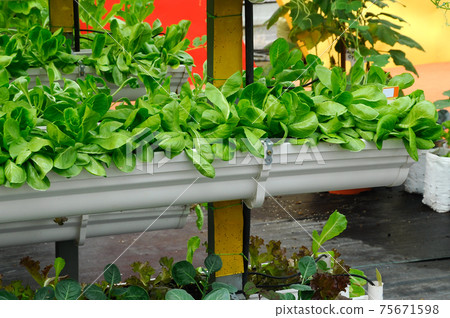 Vegetables are grown using fertigation system. Vegetables can be planted in a small space and arranged vertically. Using less soil and water mixed with fertilizer supplied by drip irrigation. 75671598