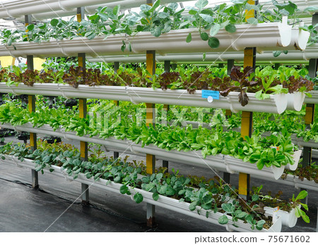 Vegetables are grown using fertigation system. Vegetables can be planted in a small space and arranged vertically. Using less soil and water mixed with fertilizer supplied by drip irrigation. 75671602