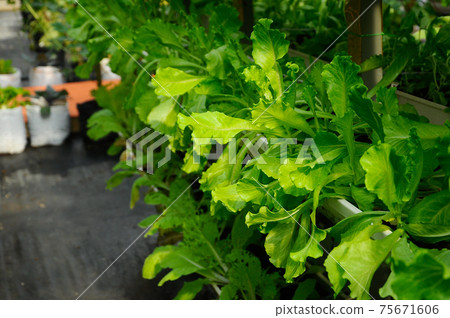Vegetables are grown using fertigation system. Vegetables can be planted in a small space and arranged vertically. Using less soil and water mixed with fertilizer supplied by drip irrigation. Vegetables are grown using fertigation system. Vegetables can be planted in a small space and arranged vertically. Using less soil and water mixed with fertilizer supplied by drip irrigation. 75671606
