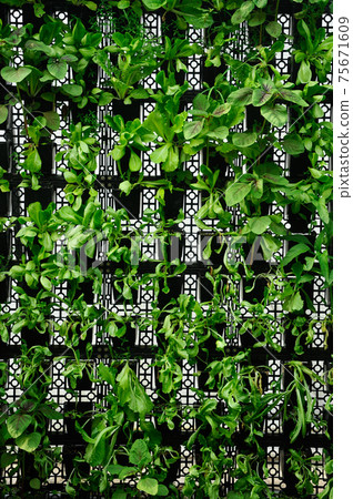 Vegetables are grown using fertigation system. Vegetables can be planted in a small space and arranged vertically. Using less soil and water mixed with fertilizer supplied by drip irrigation. 75671609