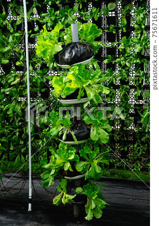 Vegetables are grown using fertigation system. Vegetables can be planted in a small space and arranged vertically. Using less soil and water mixed with fertilizer supplied by drip irrigation. Vegetables are grown using fertigation system. Vegetables can be planted in a small space and arranged vertically. Using less soil and water mixed with fertilizer supplied by drip irrigation. 75671611
