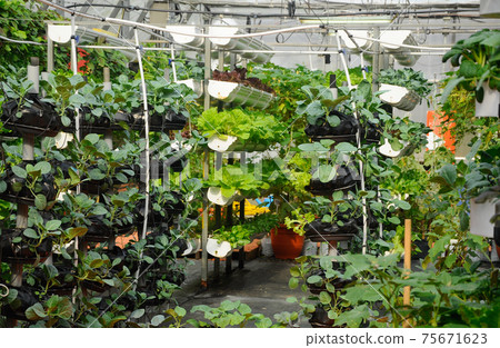 Vegetables are grown using fertigation system. Vegetables can be planted in a small space and arranged vertically. Using less soil and water mixed with fertilizer supplied by drip irrigation. 75671623