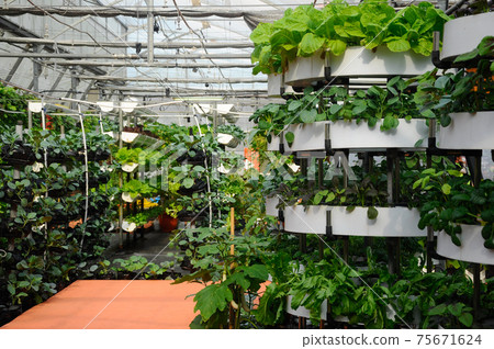 Vegetables are grown using fertigation system. Vegetables can be planted in a small space and arranged vertically. Using less soil and water mixed with fertilizer supplied by drip irrigation. Vegetables are grown using fertigation system. Vegetables can be planted in a small space and arranged vertically. Using less soil and water mixed with fertilizer supplied by drip irrigation. 75671624