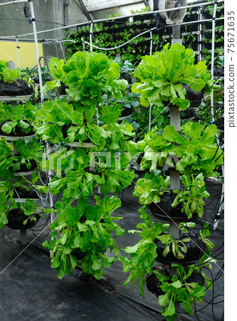 Vegetables are grown using fertigation system. Vegetables can be planted in a small space and arranged vertically. Using less soil and water mixed with fertilizer supplied by drip irrigation. Vegetables are grown using fertigation system. Vegetables can be planted in a small space and arranged vertically. Using less soil and water mixed with fertilizer supplied by drip irrigation. 75671635