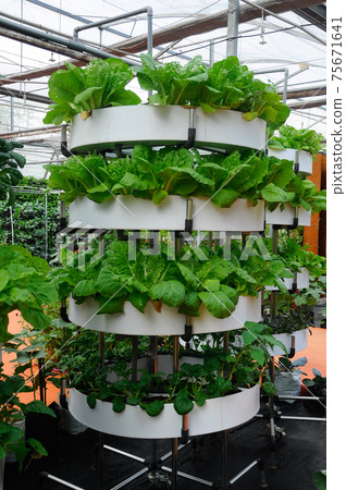 Vegetables are grown using fertigation system. Vegetables can be planted in a small space and arranged vertically. Using less soil and water mixed with fertilizer supplied by drip irrigation. 75671641