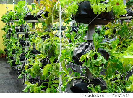 Vegetables are grown using fertigation system. Vegetables can be planted in a small space and arranged vertically. Using less soil and water mixed with fertilizer supplied by drip irrigation. Vegetables are grown using fertigation system. Vegetables can be planted in a small space and arranged vertically. Using less soil and water mixed with fertilizer supplied by drip irrigation. 75671645
