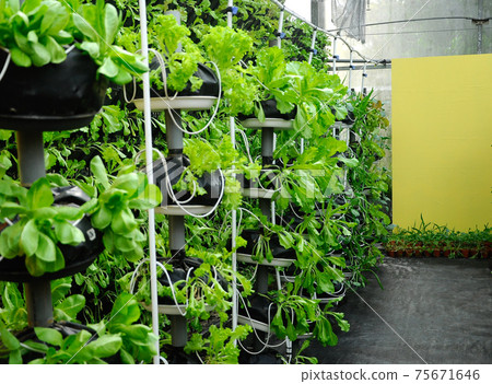 Vegetables are grown using fertigation system. Vegetables can be planted in a small space and arranged vertically. Using less soil and water mixed with fertilizer supplied by drip irrigation. Vegetables are grown using fertigation system. Vegetables can be planted in a small space and arranged vertically. Using less soil and water mixed with fertilizer supplied by drip irrigation. 75671646