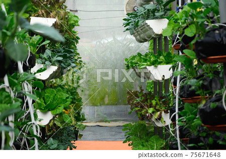 Vegetables are grown using fertigation system. Vegetables can be planted in a small space and arranged vertically. Using less soil and water mixed with fertilizer supplied by drip irrigation. Vegetables are grown using fertigation system. Vegetables can be planted in a small space and arranged vertically. Using less soil and water mixed with fertilizer supplied by drip irrigation. 75671648