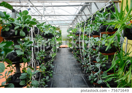 Vegetables are grown using fertigation system. Vegetables can be planted in a small space and arranged vertically. Using less soil and water mixed with fertilizer supplied by drip irrigation. 75671649