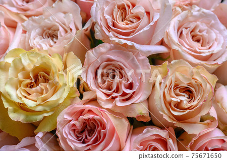 Pastel pink roses texture, top view, close up Pastel pink roses texture, top view, close up 75671650