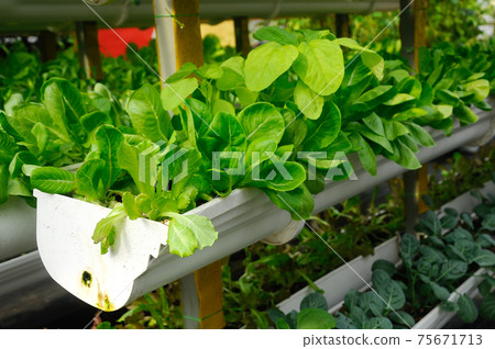 Vegetables are grown using fertigation system. Vegetables can be planted in a small space and arranged vertically. Using less soil and water mixed with fertilizer supplied by drip irrigation. Vegetables are grown using fertigation system. Vegetables can be planted in a small space and arranged vertically. Using less soil and water mixed with fertilizer supplied by drip irrigation. 75671713