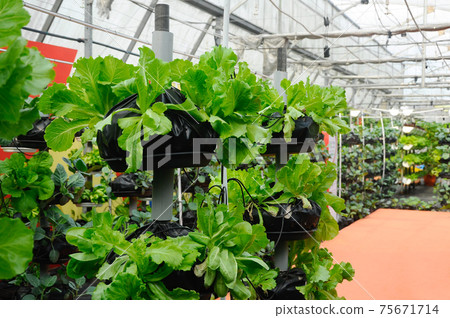Vegetables are grown using fertigation system. Vegetables can be planted in a small space and arranged vertically. Using less soil and water mixed with fertilizer supplied by drip irrigation. Vegetables are grown using fertigation system. Vegetables can be planted in a small space and arranged vertically. Using less soil and water mixed with fertilizer supplied by drip irrigation. 75671714