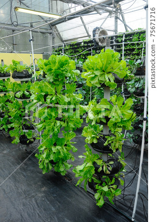 Vegetables are grown using fertigation system. Vegetables can be planted in a small space and arranged vertically. Using less soil and water mixed with fertilizer supplied by drip irrigation. Vegetables are grown using fertigation system. Vegetables can be planted in a small space and arranged vertically. Using less soil and water mixed with fertilizer supplied by drip irrigation. 75671716