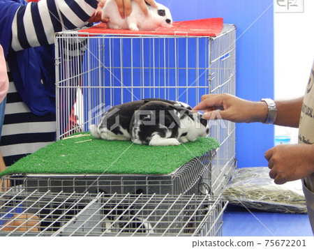Rabbit is shelterd in a wooden box Rabbit is shelterd in a wooden box 75672201