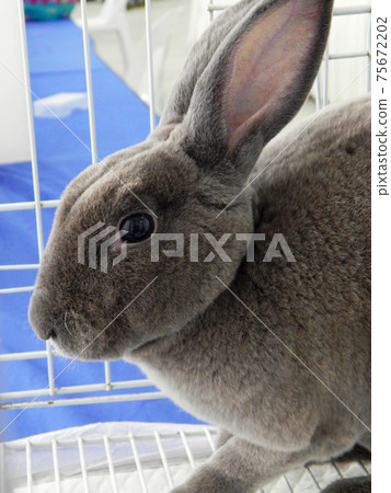 Rabbit is shelterd in a wooden box Rabbit is shelterd in a wooden box 75672202