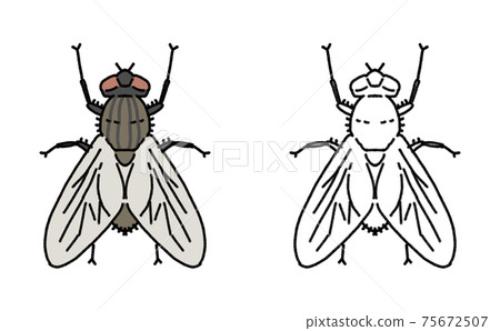 害蟲單蠅圖 75672507