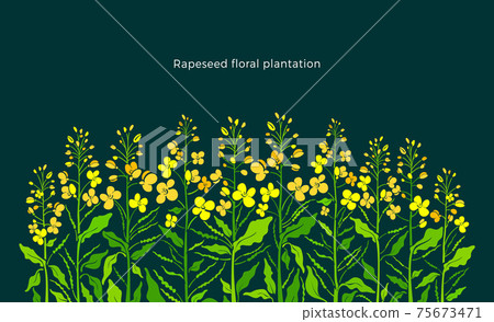 Rapeseed vector Art illustration Floral background 75673471