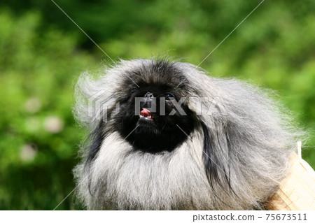 The Pekingese or Peke 75673511