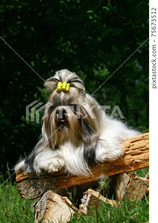 The Shih Tzu 75673512