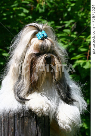 The Shih Tzu 75673524