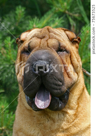 Portrate of dog Portrate of dog 75673525