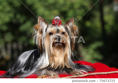 Dog on red carpet Dog on red carpet 75673725
