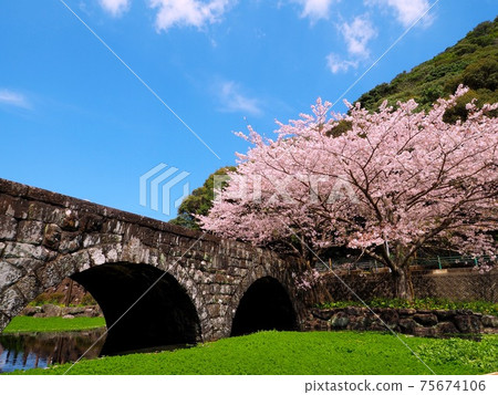 櫻花和眼鏡橋 75674106