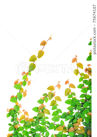 Ficus pumila on white Ficus pumila on white 75674187