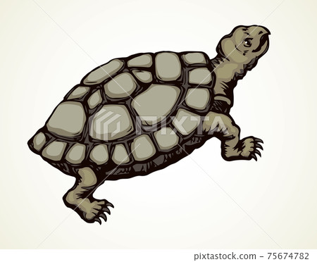 The little turtle is crawling. Vector drawing 75674782