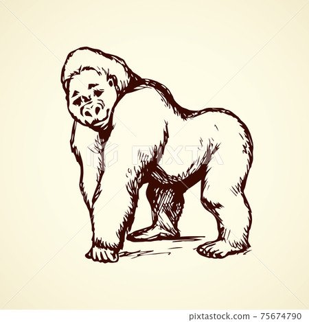 Gorilla. Vector illustration 75674790